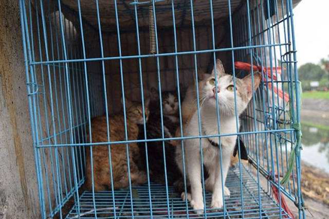 有人说中国人不吃肉怎么回答,中国人号称什么都吃为何不吃猫