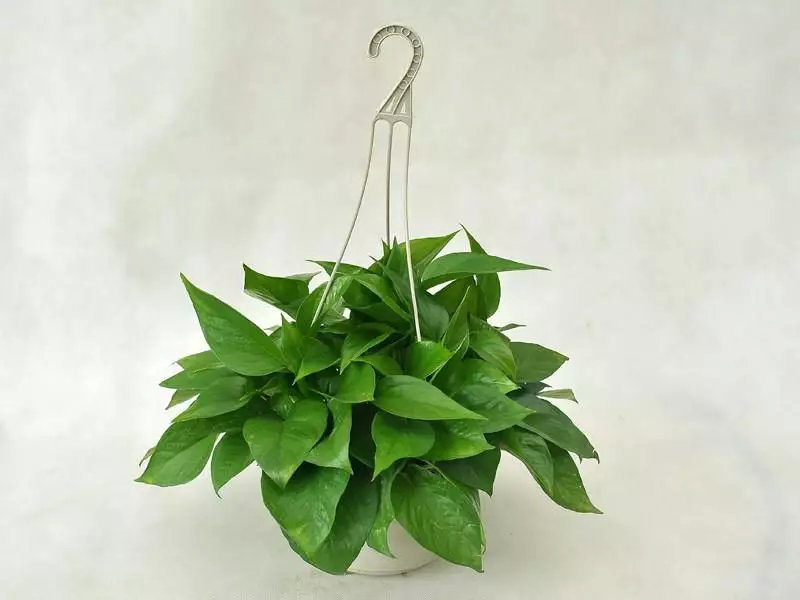 2021央视十大除甲醛植物排行榜,客厅适合摆放的十大植物除甲醛