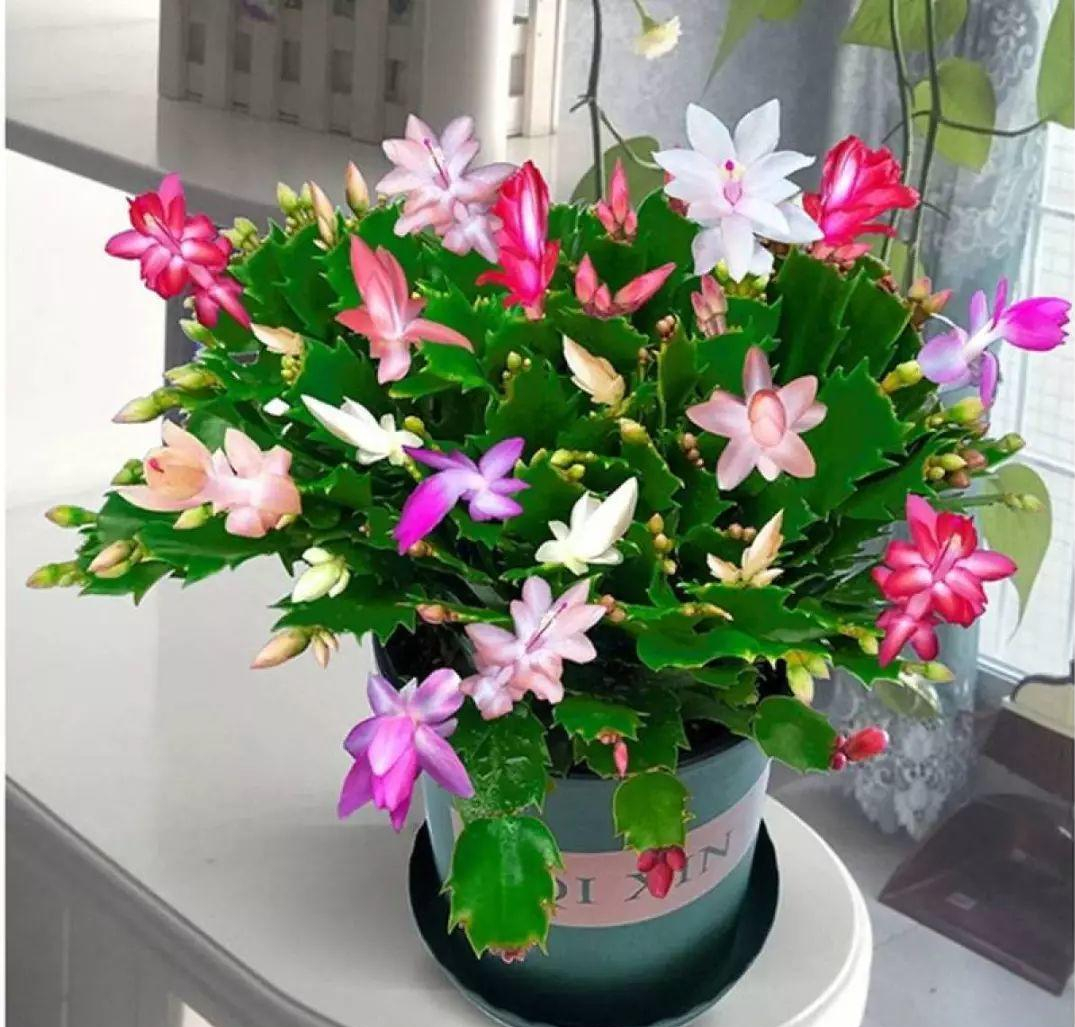 观花最好养的植物,5-10月适合养什么花