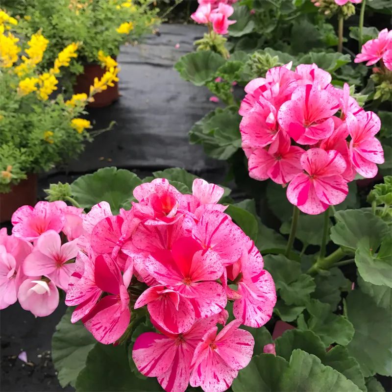 这种花别乱浇水水越多越不开花,这种花不怕冷好养易活