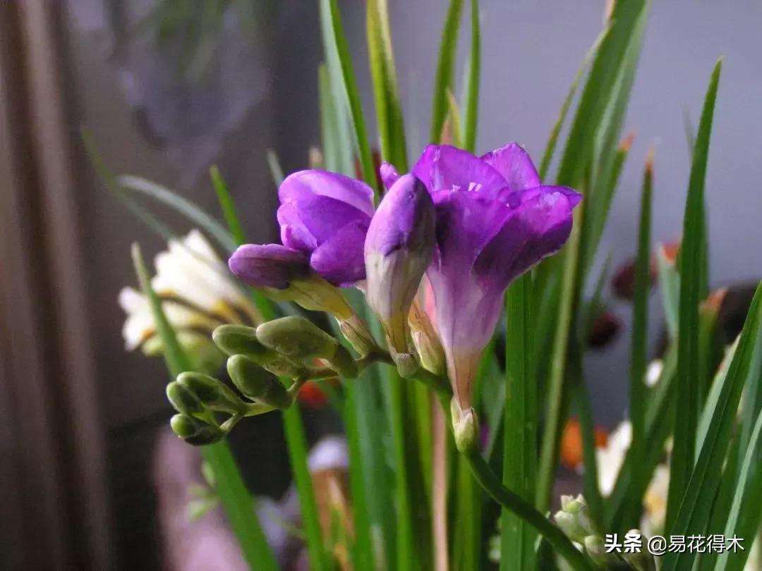小苍兰前期花苞什么颜色,香雪兰的小苍兰怎么养