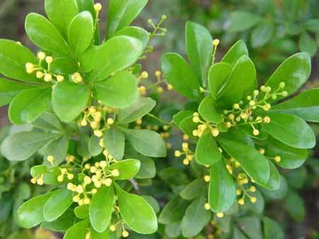 一种“助眠花”，花香清幽、舒人身心，做好这几点、养殖不再难