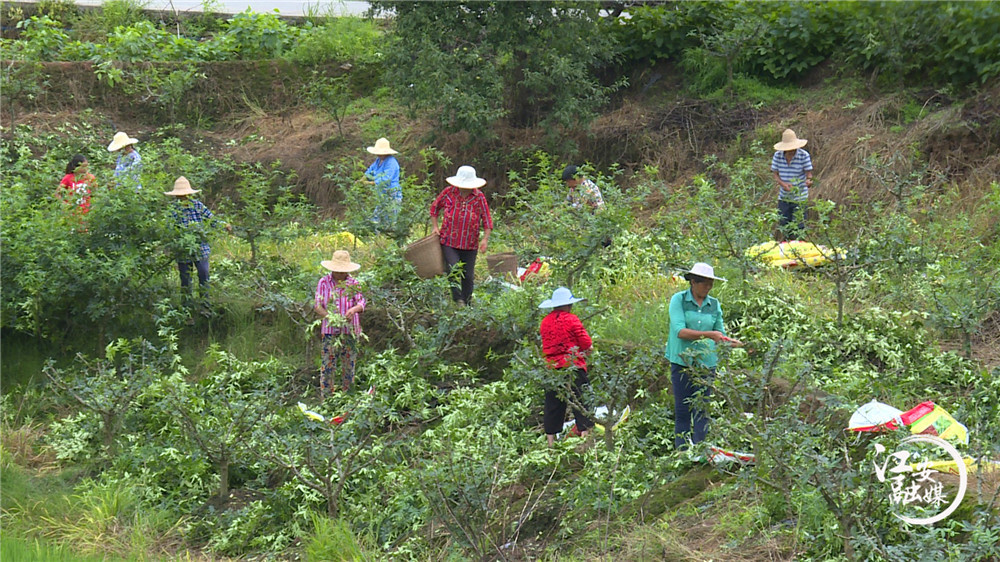 江安县阳春镇凤凰村：漫山遍野花椒香为民铺就致富路