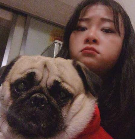 巴哥犬多少钱一只法斗,想买一只成年巴哥犬