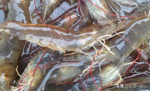 怎么挑选基围虾比较新鲜,买基围虾回来怎么弄