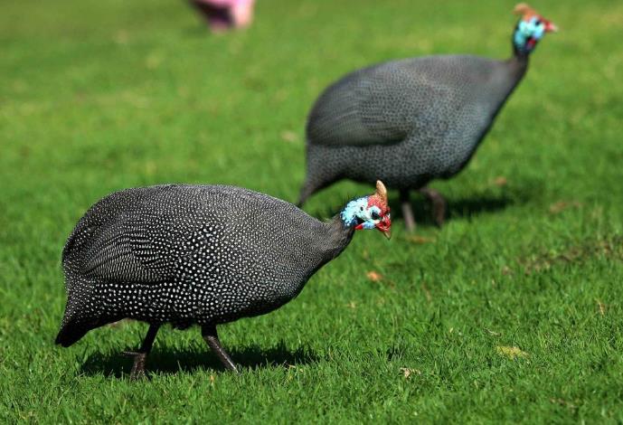 高清童年常见飞禽篇(值得珍藏)