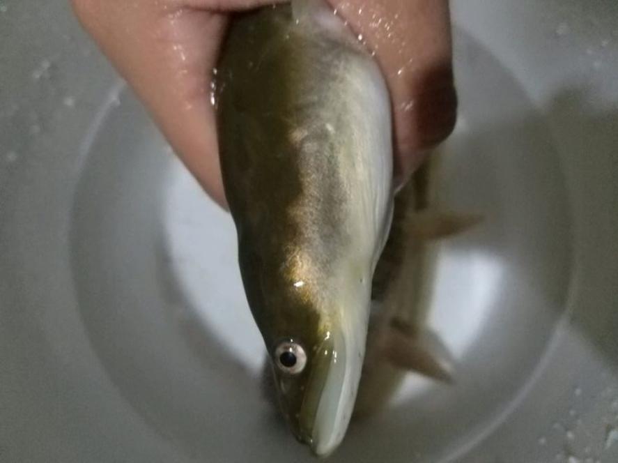 水沟钓巨型黄鳝,河沟钓鳝鱼