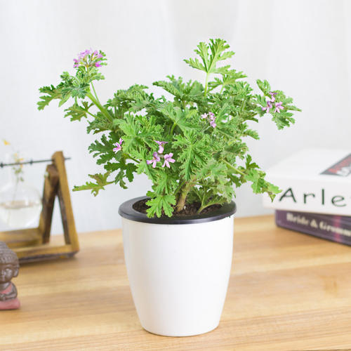 家里养的驱蚊植物叫什么草,适合户外庭院种的驱蚊草