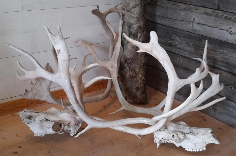 驯鹿的10大特征,介绍一下驯鹿的特点