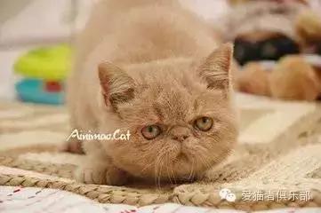 怎么区分加菲猫的品种,纯种加菲猫应该是什么颜色