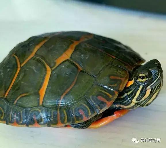 天气升温龟龟要注意什么,下雨天龟龟是不是容易腐皮
