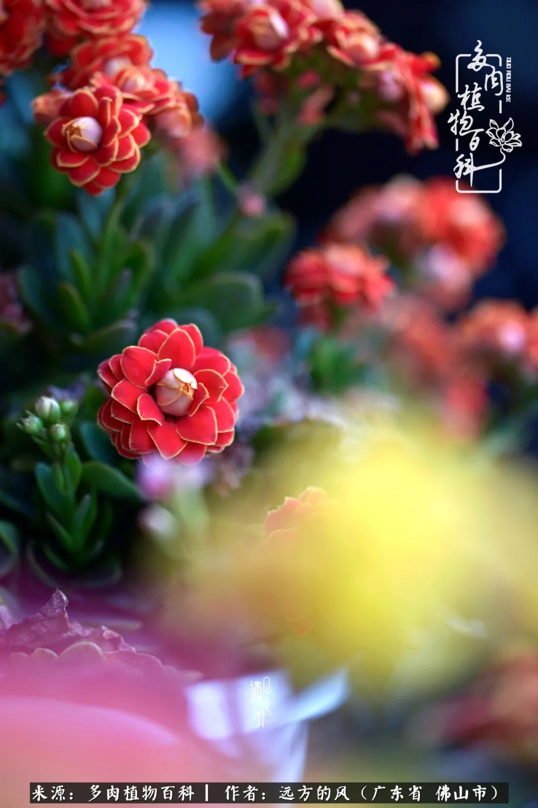 那些花儿在每个角落静静为你开着,那些花儿在每个角落静静地绽放