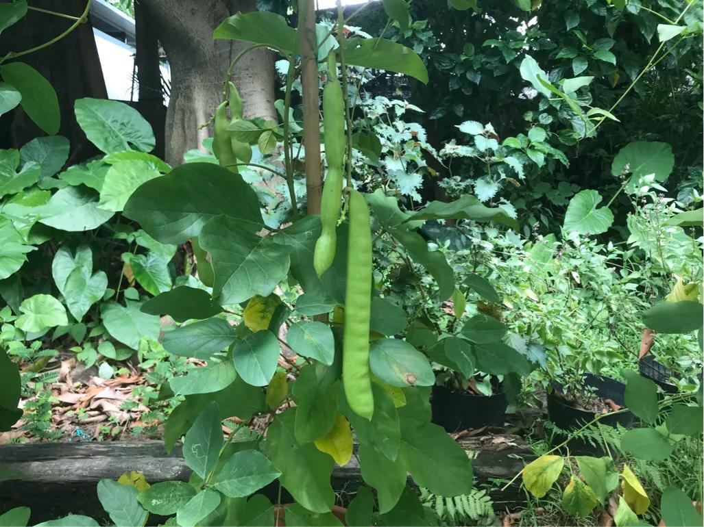 长隆飞鸟乐园拍鸟攻略,广州长隆飞鸟乐园可以摸哪些鸟