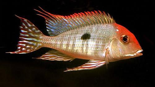 南美慈鲷,慈鲷有黑色的吗