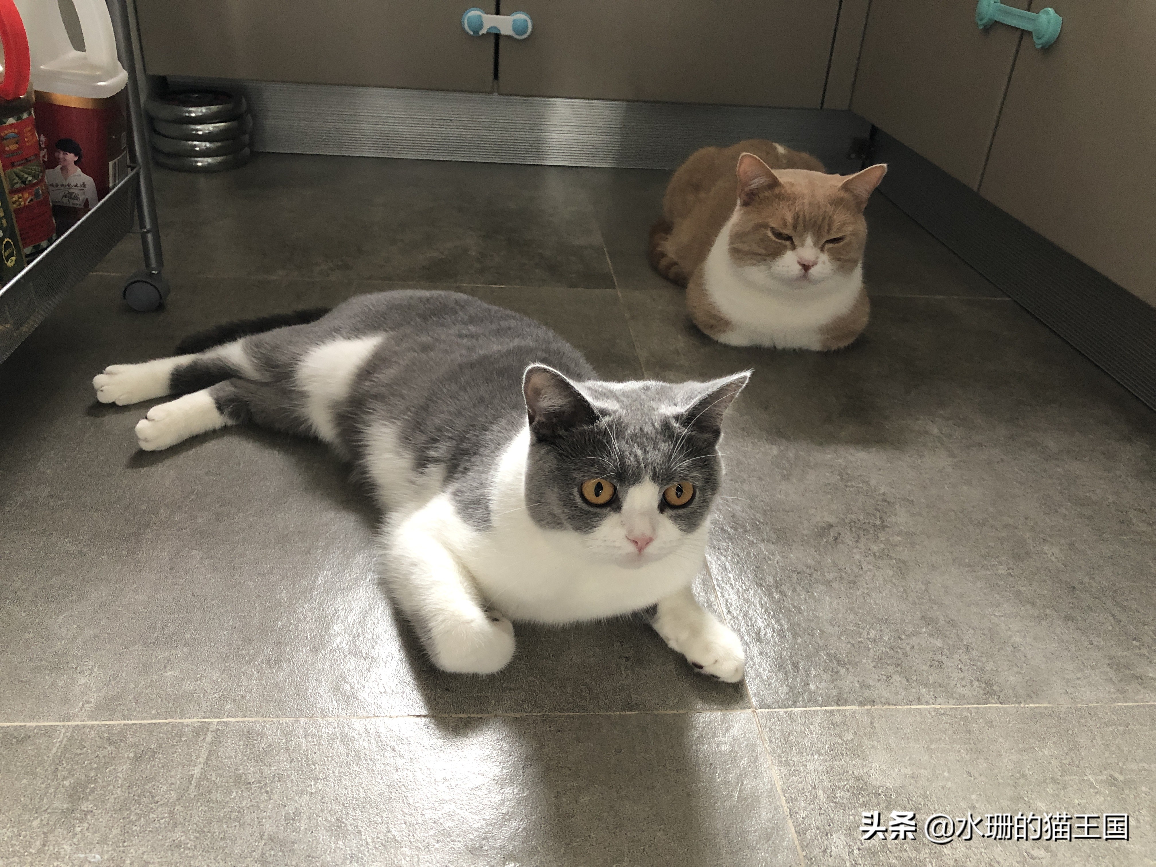 夏天猫咪独自在家如何让猫咪凉快,猫咪夏天降温必备