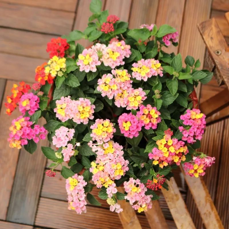 花卉五色梅的养植,如何才能让五色梅复花