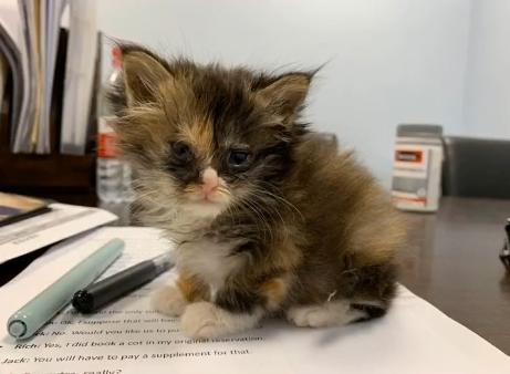 捡到的小奶猫眼睛流脓,捡到的小奶猫眼睛一直有眼屎