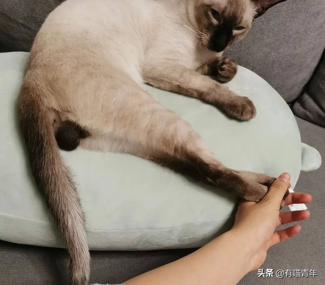 橘猫为什么是魔鬼,橘猫的恐怖之处