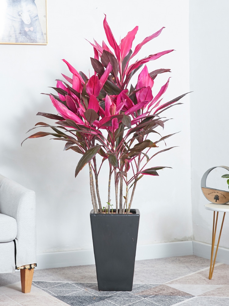 适合阳光暴晒的观叶绿植,适合室内养的高端观叶绿植