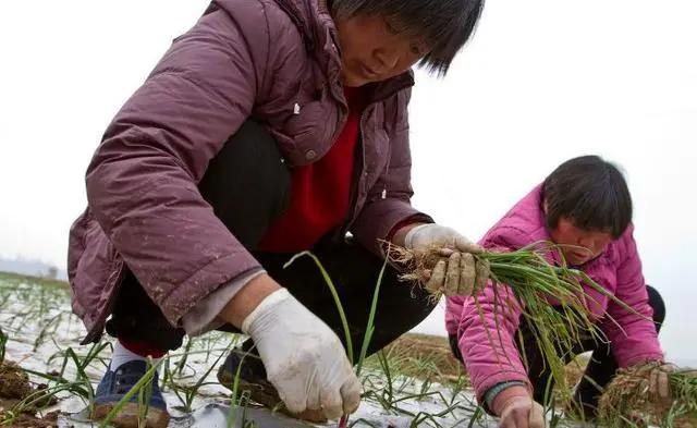 洋葱高产种植技术专家讲座视频,洋葱种植技术与管理专业