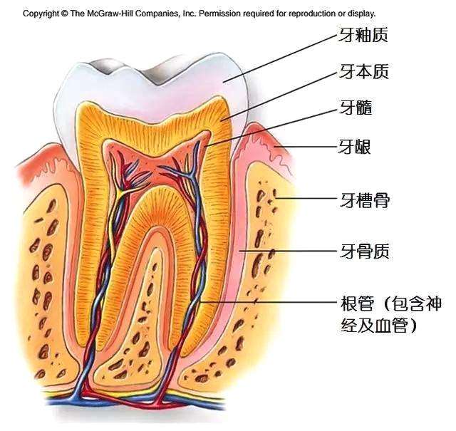 牙龈特别敏感冷热酸甜都痛怎么办,如何预防牙齿敏感导致的牙齿疼痛