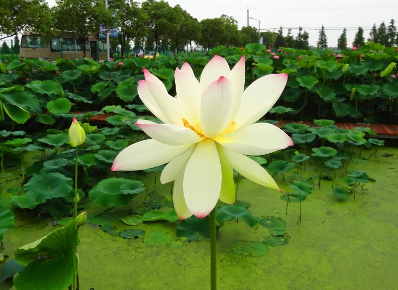 今天分享几十种荷花品种图鉴,荷花品种大全及名称图片