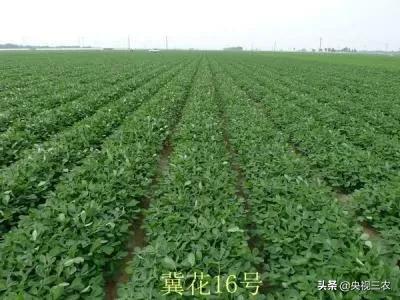 花生的管理方法及注意事项,花生苗移栽时应注意些什么
