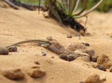 加蓬咝蝰的爬行速度有多快,加蓬咝蝰爬行速度
