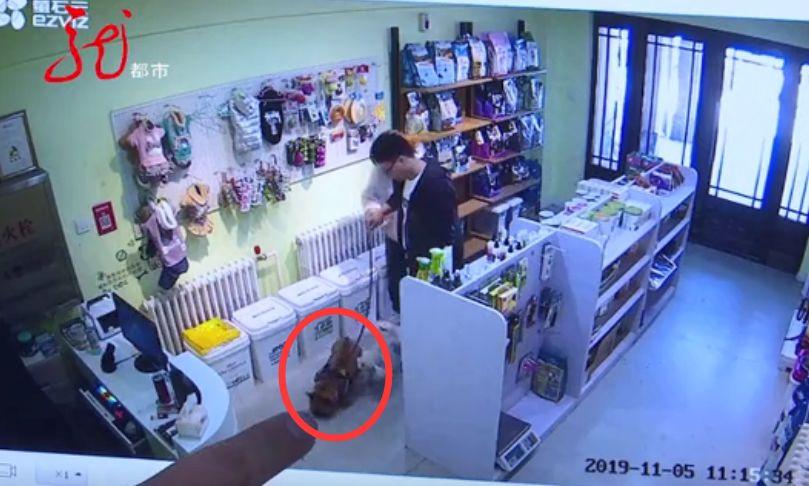 为什么宠物狗打了疫苗还会得病,宠物狗打了疫苗为什么会死