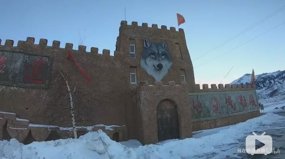 养狼disco：我在*疆新**，把狼养成了哈士奇