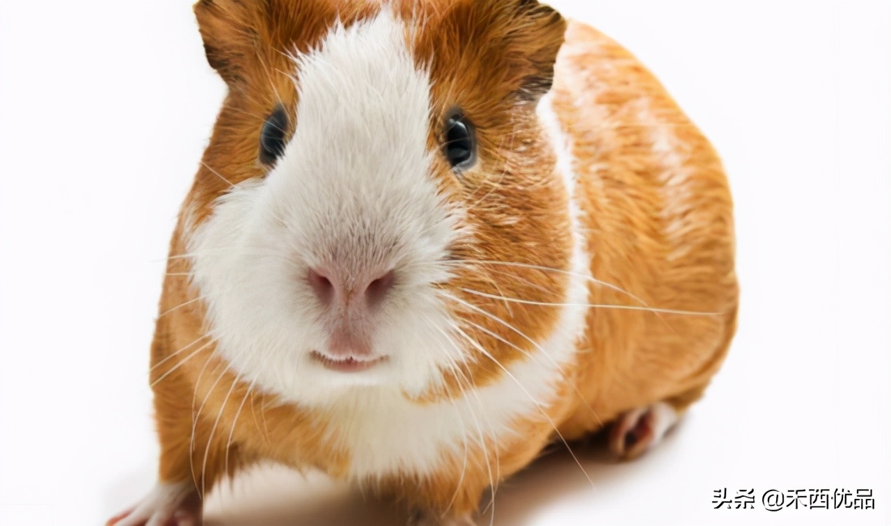 豚鼠如何喂,豚鼠该怎么喂