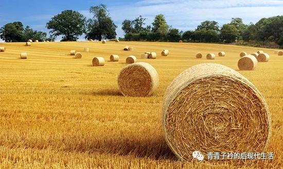 乐乐是只巴西龟，永远怀念它、感谢它的陪伴