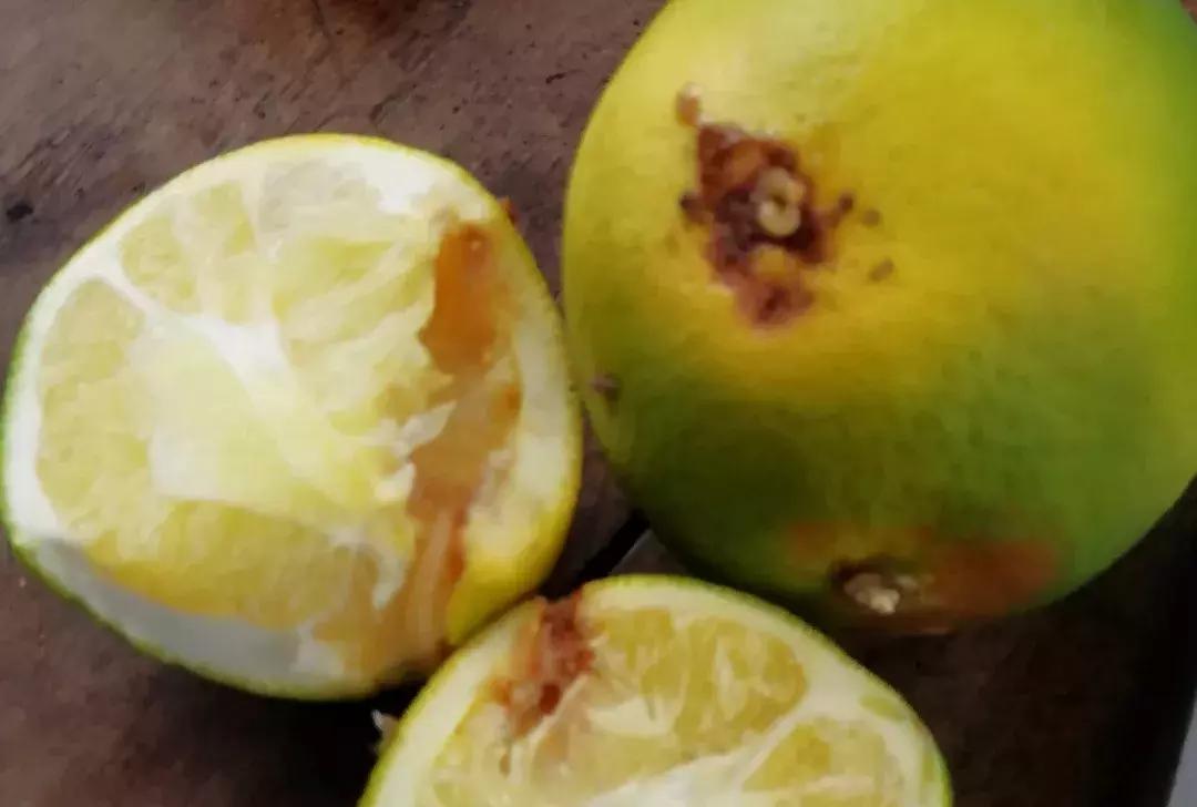 柑橘里面有虫子是怎么回事,柑橘果实有虫子