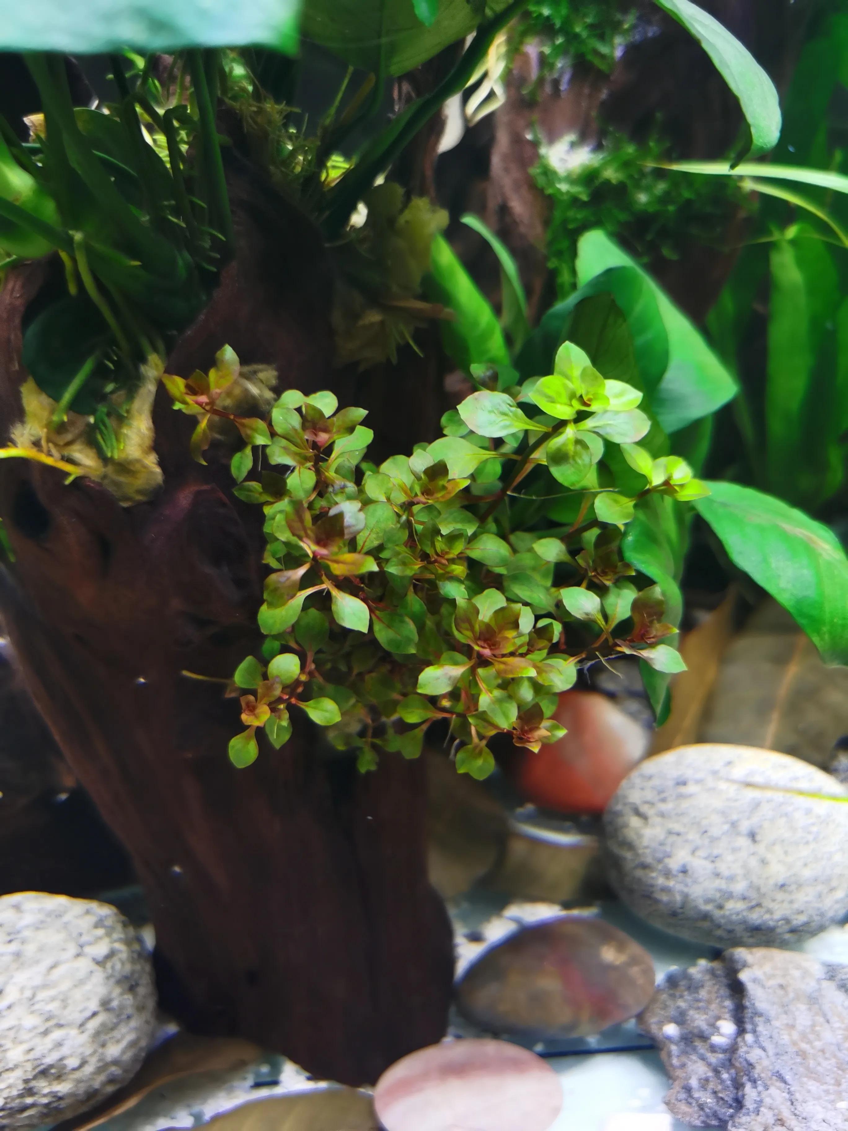 十大适合新手养的水草,比较好养的水草推荐