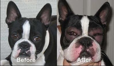 狗狗脓皮病越来越多怎么办,狗狗皮肤发红有皮屑怎么治比较好