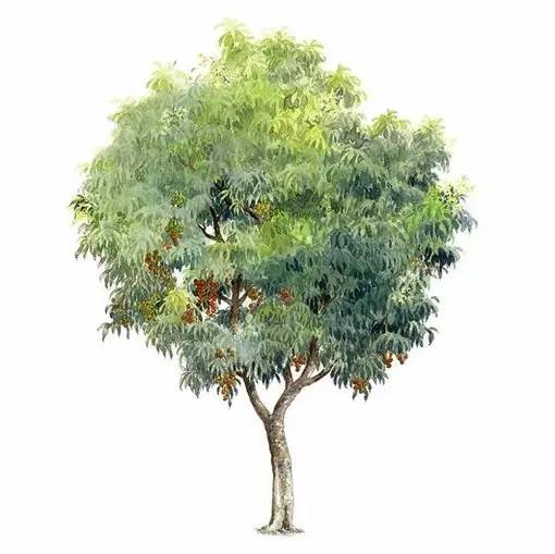 十种不同树叶的画法,五种不同树木的画法简单的