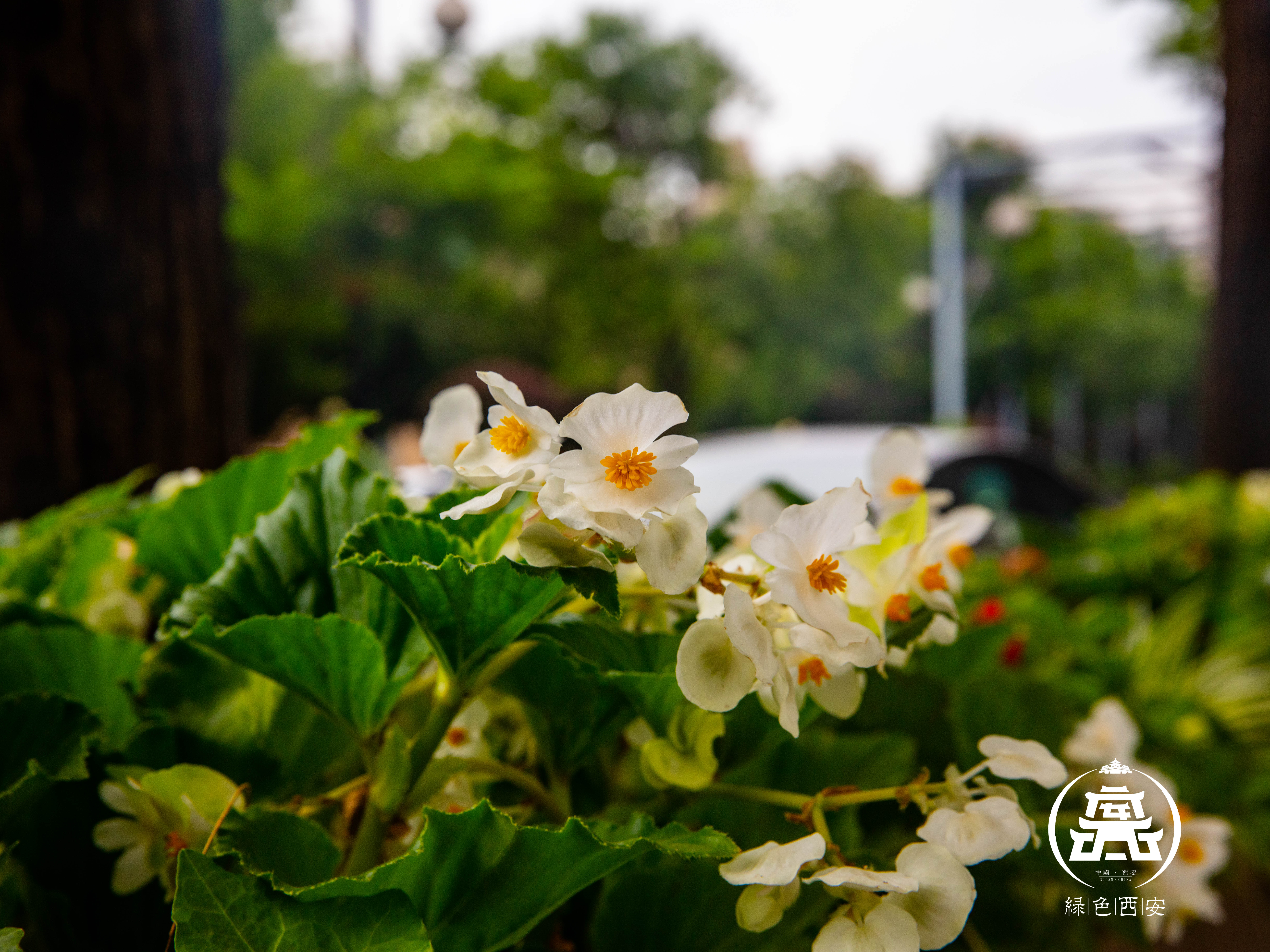 西安西部最强城市排名,关中为啥只有西安最牛