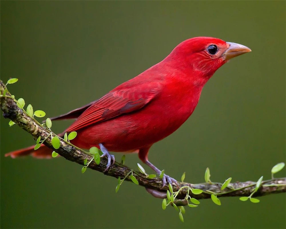 汉字七的大写数字,数字七汉字的正确写法