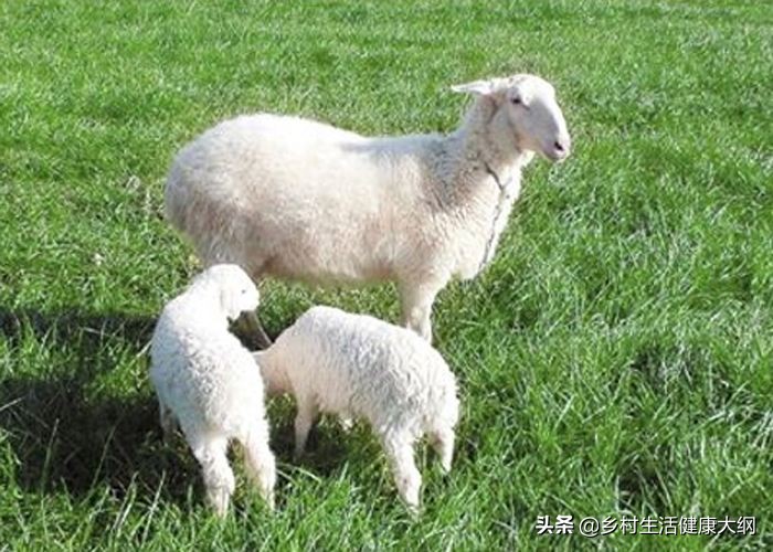 老养殖户告诉您,羊瘦弱的主要原因解决办法,学会4点,就可以了