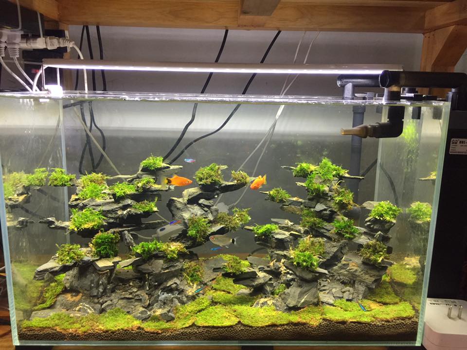 草缸水族店效果图,越南草缸