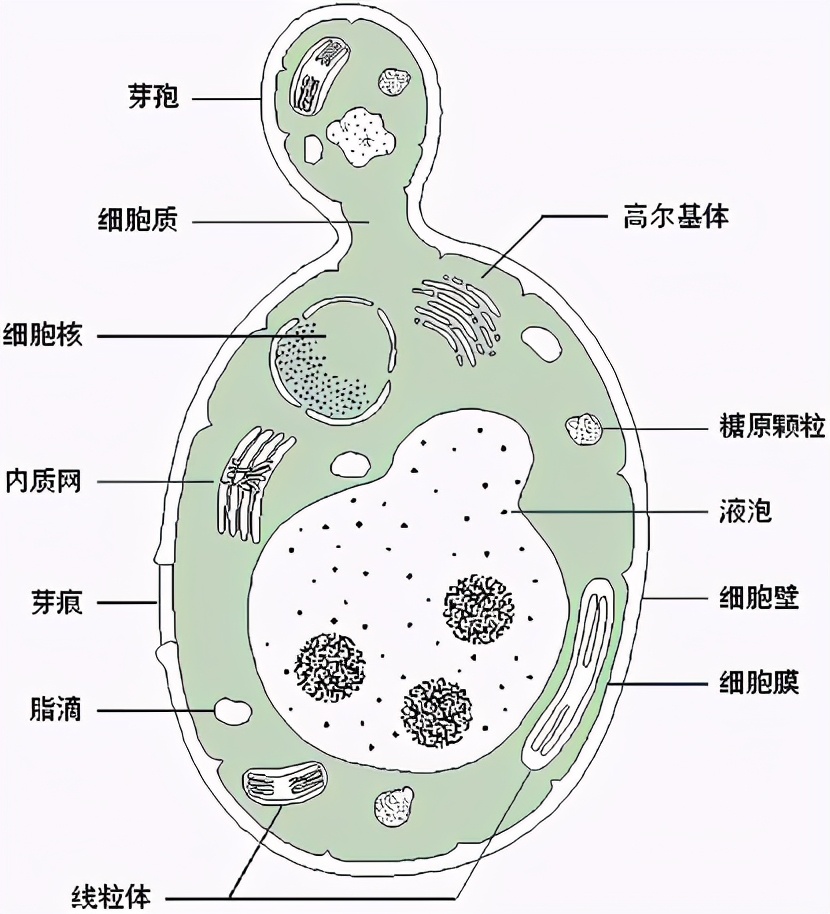 活酵母护肤品的作用与功效,活酵母护肤膏真的有用吗