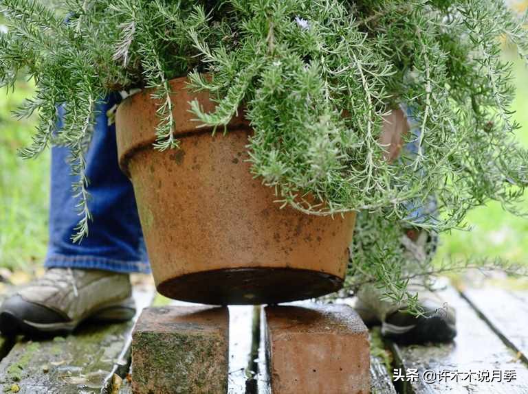 月季春季浇水注意事项图片,养月季注意1点没有黄叶枝繁叶茂