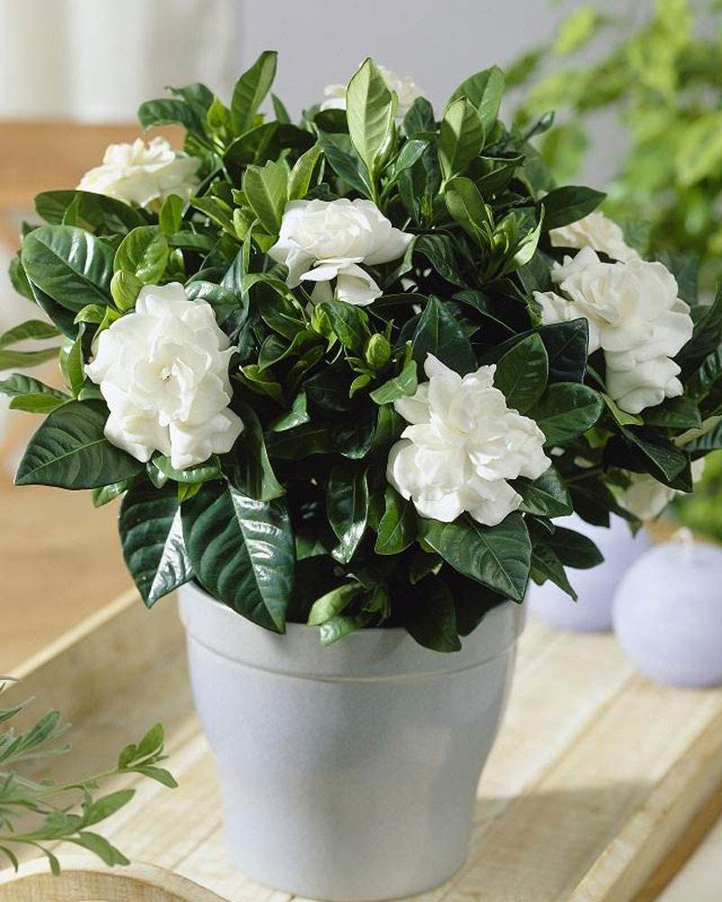 100种适合室内养的植物盆栽,10种适合室内摆放的花卉盆栽推荐