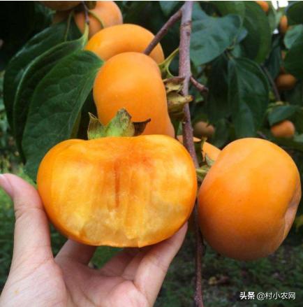 黑龙江农作物创业新思路,农村最赚钱的种植项目有哪些