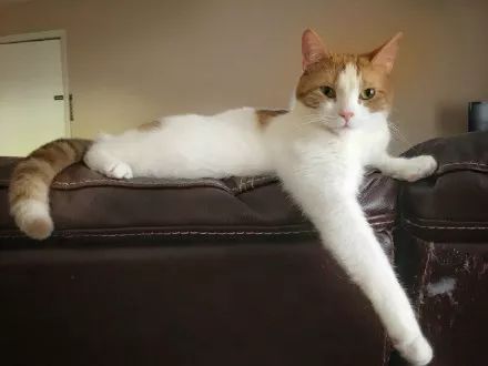 “乱买东西，猫骂了我三天！”