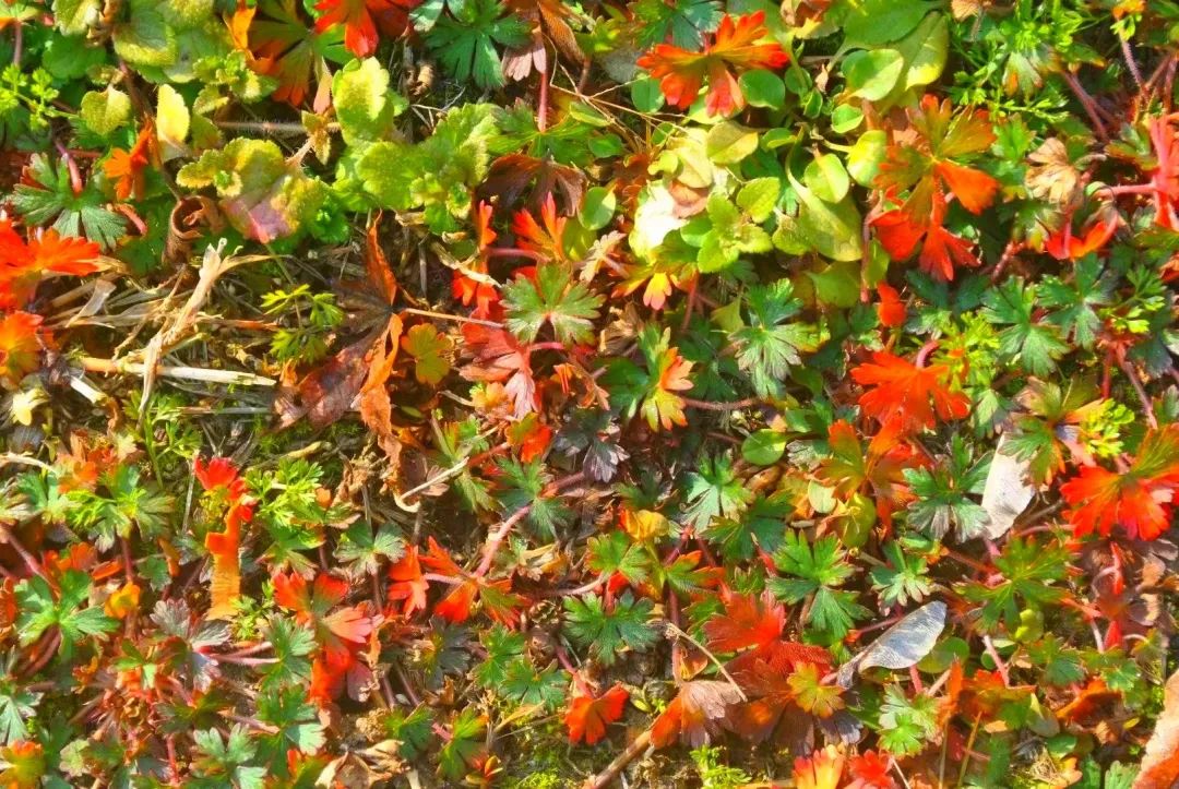 草木人间的丁香花,草木人间夏天