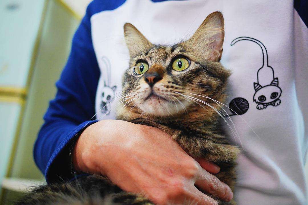 临清狮子猫和长毛狸花猫,母临清狮子猫和公狸花猫的后代