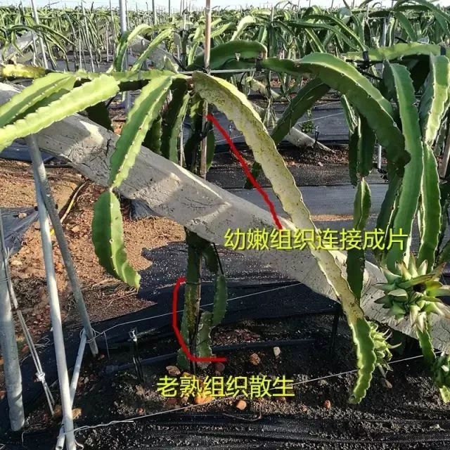 火龙果解药有效果吗,火龙果受伤后愈合的全过程