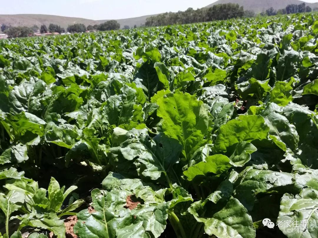 农村生活实拍,农村生活污水处理