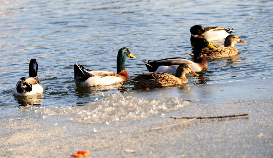 轻功水上漂现实吗,轻功水上漂真的存在吗
